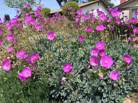 Rock Purslane, Purslane Plant, Blooming Succulents, Fuchsia Flowers, Dry Garden, Growing Succulents, Gardening 101, Plant Cuttings, Garden Tours