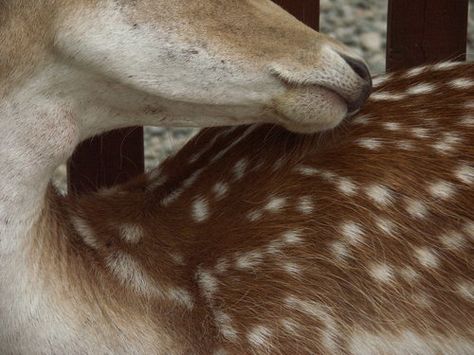 Photo (light will someday split you open) Baby Deer, Nursing, Deer