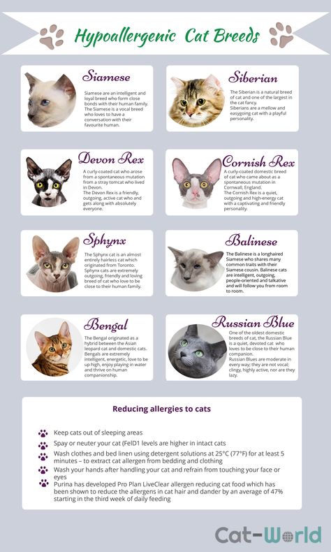 Hypoallergenic Cat Breeds, Cat Breeds Ragdoll, Cat Breeds Hypoallergenic, All Cat Breeds, Hypoallergenic Cats, Dream's Cat, Cat Info, Cat Reference, Types Of Cats