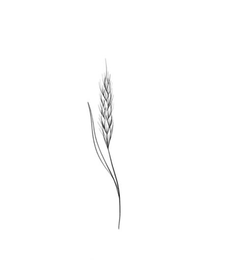 Blades Of Grass Tattoo, Wheat Ankle Tattoo, Simple Wheat Tattoo, Small Wheat Tattoo, Canola Tattoo, Fine Line Wheat Tattoo, Wheat Stalk Tattoo, Agriculture Tattoos For Women, Wheat Tattoo Meaning