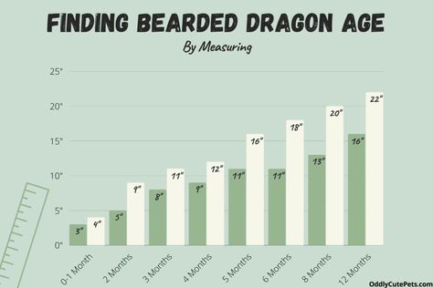 How To Tell How Old Your Bearded Dragon Is (and Age Chart) Bearded Dragon Growth Chart, Bearded Dragon Weight Chart, Bearded Dragon Care, Weight Charts, Reptiles Pet, Growth Chart, Medical History, How Old, Bearded Dragon