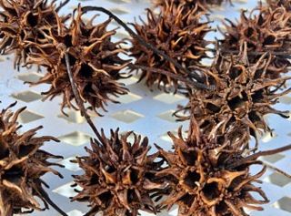 Sweet Gum Balls Suggestions Large Pinecones Ideas, Sweet Gum Tree Crafts, Pine Cone Wreaths, Disney Cheer Bows, Sweet Gum Tree, Christmas Orniments, Natural Crafts, Sweet Gum, Gum Tree