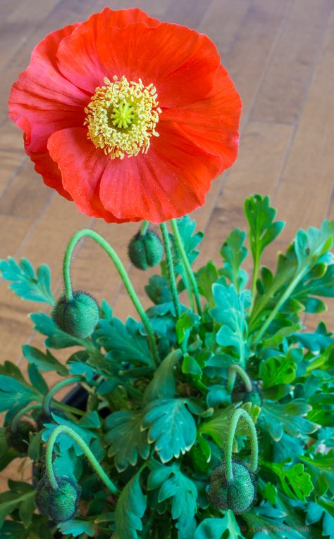 Papaver Nudicaule, Poppy Leaves, Botanical Reference, January Inspiration, Iceland Poppies, Icelandic Poppy, Iceland Poppy, Icelandic Poppies, Beautiful Flowers Images