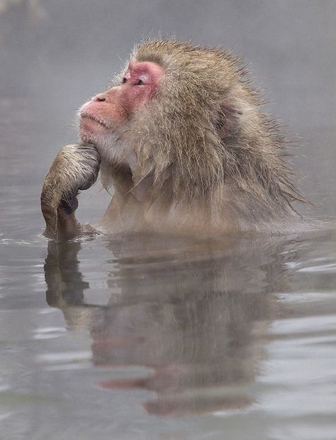 The Thinker by John Isaac Japanese Macaque, Snow Monkey, Suspicious Minds, Photo Animaliere, The Thinker, Mandrill, Incredible Creatures, A Monkey, Monkeys Funny