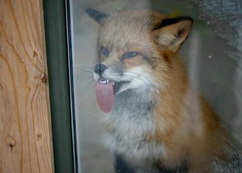 Fox licks glass door Fox Memes, Funny Quotes For Kids, Demotivational Posters, Funny Animal Quotes, Mini Comic, Let Me In, Silly Animals, Red Fox, Animal Quotes