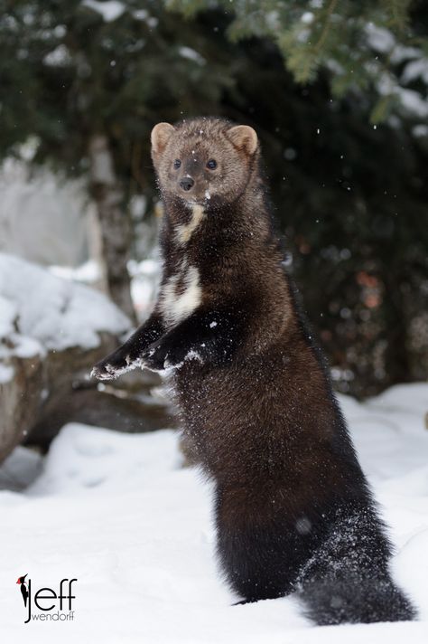 Fisher Cat Pictures, American Marten, Fisher Animal, Wildlife Photography Tips, Fisher Cat, North American Animals, North American Wildlife, Canadian Wildlife, Photography Workshop