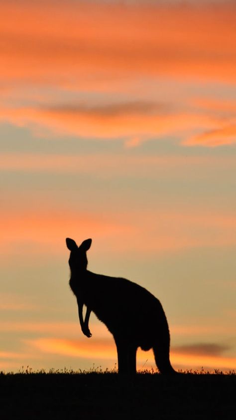 19 iPhone Wallpapers That Will Make All Aussies Proud Kangaroo Wallpaper, Australia Wallpaper, Sydney Fashion, Country Backgrounds, Australia Animals, Australian Travel, Iphone Wallpaper Pattern, Visit Australia, Best Iphone Wallpapers