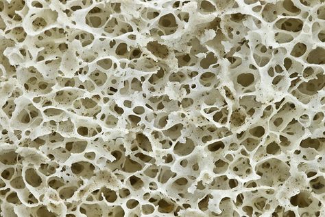 bone | Flickr - Photo Sharing! Cancellous Bone, Human Tissue, Future Buildings, Microscopic Images, Human Bones, Texture Seamless, Digital Trends, Patterns In Nature, Egg Shells