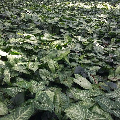 Agro Para Paisagistas on Instagram: “Um oceano verde! O singônio (Syngonium angustatum) é ótimo como planta de forração em locais sombreados e a meia sombra. Também possui a…” Plants, On Instagram, Instagram