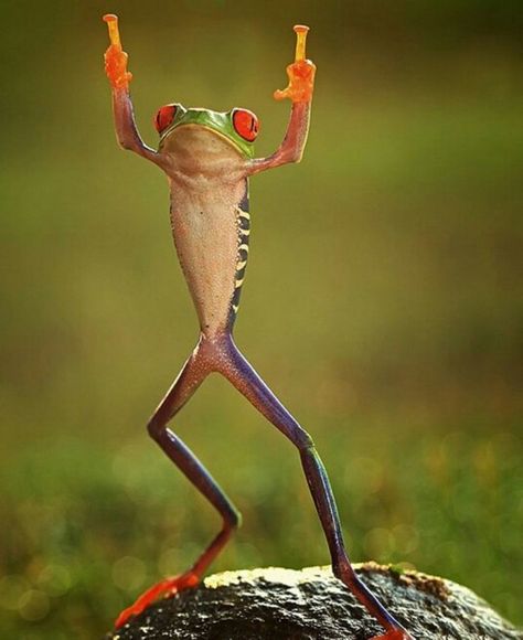 Middle fingers in the air Photoshopped Animals, Red Eyed Tree Frog, Koci Humor, Amazing Animal Pictures, Funny Frogs, Tree Frog, Danny Phantom, Tree Frogs, Reptiles And Amphibians