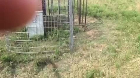 Sheep Pen, Guardian Dog, Dog Feeding Station, Livestock Guardian Dog, Livestock Guardian, So Far So Good, Feeding Station, Pet Pigs, Dog Feeder