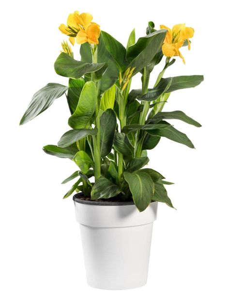 Canna Lily In Pots, Cannas In Pots, Canna Lily Care, Florida Plants Landscaping, Canna Bulbs, Canna Flower, Canna Lilies, Canna Lily, Potted Plants Outdoor