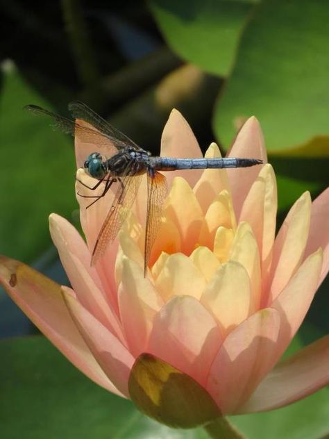 Dragonfly landing on a water lily Lotus And Dragonfly, Dragonfly On Lily Pad, Dragonfly On Water Lily, Fairy Riding Dragonfly, Dragonfly Photos Photography, Dragonfly Close Up, Water Lilly, Water Lily, Pretty Places