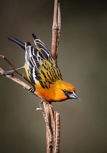 Baltimore Orioles Birds, Bird Reference, World Birds, Most Beautiful Birds, Animal References, Nature Birds, Bird Pictures, All Birds, Exotic Birds