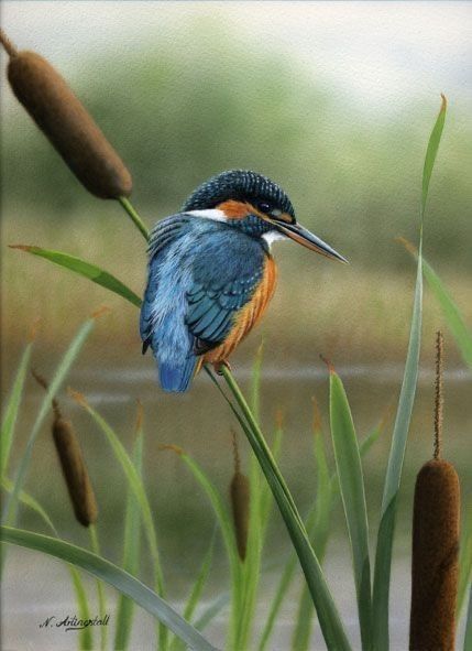 Bird Sitting, Kingfisher Bird, Most Beautiful Birds, British Wildlife, Wildlife Artists, Colorful Bird, Animal Totems, Bird Pictures, Exotic Birds