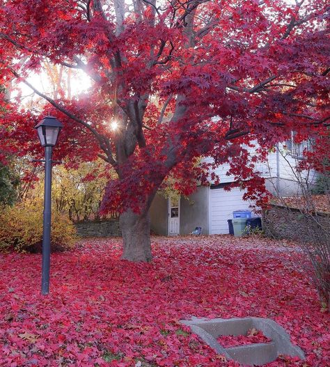 A show off. Amazing tree just on the side of the road. Fall colors in Rhode Island. Red Maple Tree, Rhode Island Red, Red Maple, Maple Tree, On The Side, Rhode Island, Show Off, Fall Colors, The Road