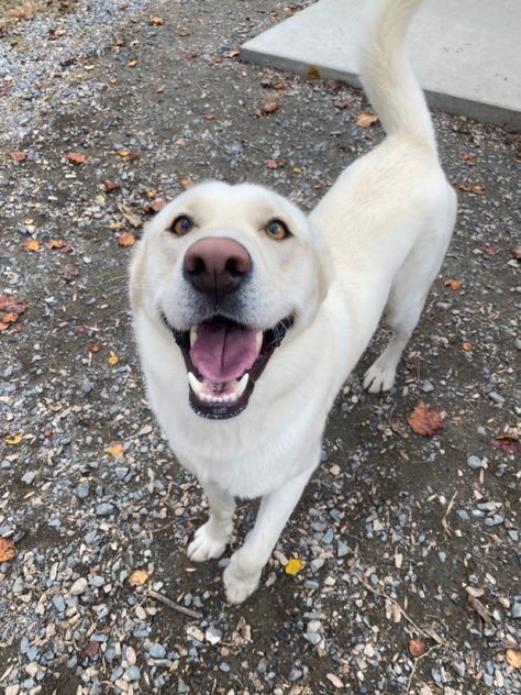 Labrador Husky Mix Puppies, Lab Husky Mix Dog, Husky Lab Mix Dog, Alaskan Husky, Cute Husky, Super Cute Puppies, Lab Dogs, Husky Mix, Pretty Dogs