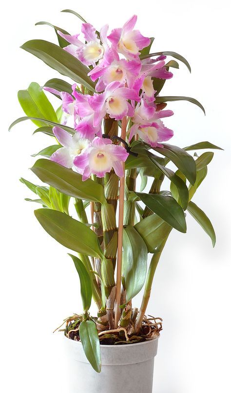 Dendrobium Nobile Orchids Types | Some have pseudo bulbs, roots and some others have only joined them ... Dendrobium Orchids Care, Dendrobium Nobile, Flower Orchid, Tanaman Pot, Types Of Orchids, Growing Orchids, Exotic Orchids, Dendrobium Orchids, Indoor Flowers