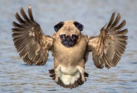 Pug Duck... Funny animal mash up Animal Mashups, Photoshopped Animals, Bizarre Animals, Funny Emoticons, Funny Photoshop, Fake Animals, Great Memes, Animal Facts, Weird Animals