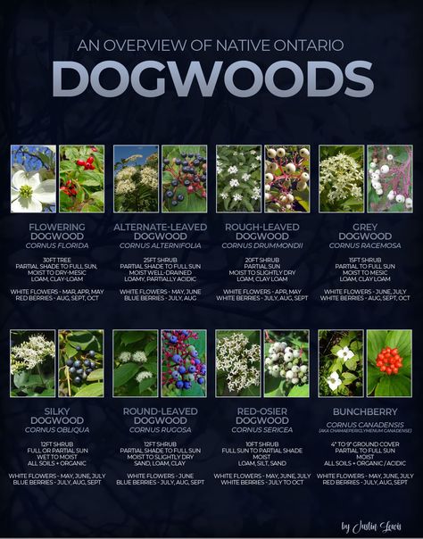 Here are the top six Dogwoods for the Woodland garden and how and where to use them for best results — FERNS & FEATHERS Africa Trees, Pagoda Dogwood, Cornus Florida, Evergreen Landscape, Small Yellow Flowers, Native Plant Gardening, Dogwood Trees, Fast Growing Trees, Wildlife Gardening