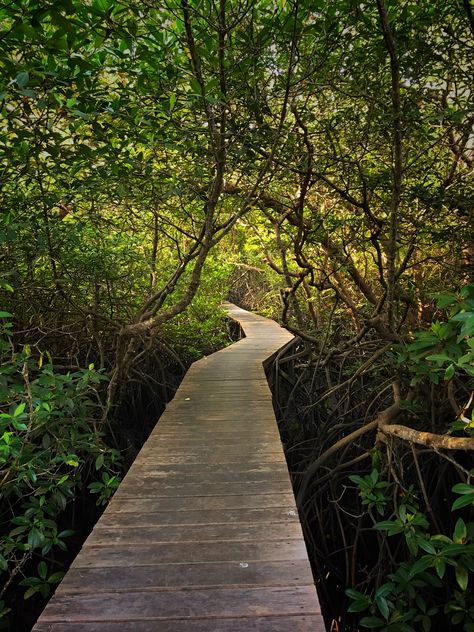 https://flic.kr/p/2jsx5CJ | Mangrove forest pathway Mangrove Forest Photography, Forest Pathway, Empires Smp, Forest Cafe, Eco Resort, Tree Textures, Final Boss, Mangrove Forest, Sustainable Tourism