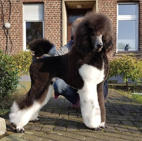 Long Poodle Haircut, Poodle Clip Styles, Yorkies Haircut, Standard Poodle Puppy Cut, Show Poodle, Large Poodle, Party Poodle, Poodle Puppy Cut, Poodle Hairstyles