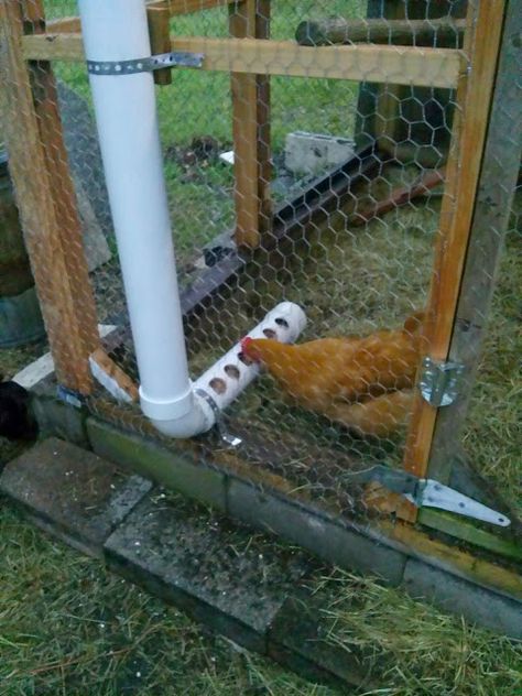 Quail Keeping, Pvc Chicken Feeder, Chicken Feeder Diy, Cute Chicken Coops, Easy Chicken Coop, Backyard Chicken Coop Plans, Chicken Waterer, Diy Chicken Coop Plans, Chicken Feeders