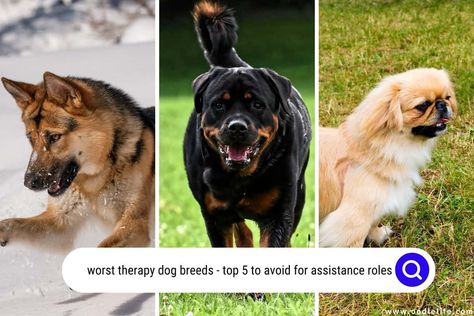 In this article, we'll explore some of the worst therapy dog breeds that may not be suited for this type of work. While each dog is unique and some Therapy Dogs Breeds, Therapy Dog Training, Therapy Dog, Types Of Work, Therapy Dogs, The Worst, Dog Training, Dog Breeds, Dogs