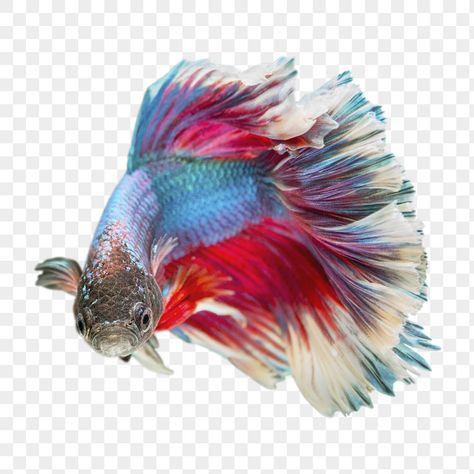 Siamese Fish, Sticker Transparent Background, Fish Png, Sticker Transparent, Backgrounds Free, Betta Fish, Tropical Fish, Transparent Stickers, Art Decoration