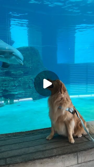 BEAU | The Golden Retriever on Instagram: "It was for sure worth the wait! 🐾💦🐬  Huge shoutout to @cmaquarium for having us! What you guys do for at risk sea life every day is truly amazing! Unlike many other aquariums, this marine animal hospital is dedicated to the rescue, rehab and release of marine animals! If you guys haven’t checked out the @cmaquarium, I highly recommend going! 🐬🦀🐙🐠🐢  #dog #dogs #dogsofinstagram #baby #babies #babiesofinstagram #golden #goldens #goldenretriever #goldenretrievers #goldenretrieversofinstagram #goldenretrieverlover #babyanddog #dogandbaby #frankieandbeau #beauandfrankie" Guy With Dog, Golden Retriever Funny Videos, Dog Videos Cutest, Puppies Cutest, Golden Retriever Funny, Golden Retriever Mom, Dog Waiting, Amazing Animal Pictures, Huge Dogs