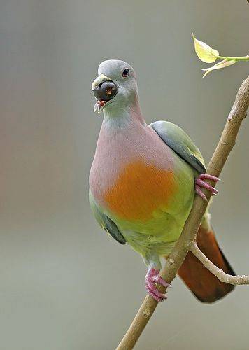 Pink-necked Green Pigeon Pink Necked Green Pigeon, Green Pigeon, Cute Pigeon, Pigeon Breeds, Dove Pigeon, Birds Wallpaper, Pigeon Pose, Most Beautiful Birds, Bird Wallpaper