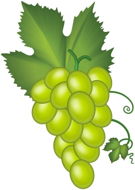 Fruit Images, Web Clipart, Png Pictures, Holiday Homework, White Grape, Wallpaper Images Hd, Green Pictures, Fruits Images, Green Grapes