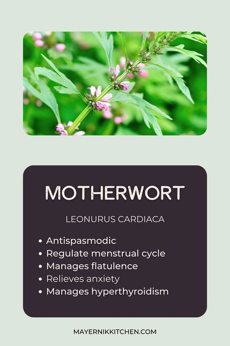 Mother Wort Benefits, Motherwort Tea Recipe, Meadowsweet Benefits, Motherwort Plant, Motherwort Benefits, Motherwort Tincture, Alkaline Herbs, Labor Prep, Herbs Medicine