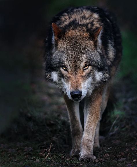 Wolf Walking, Lup Singuratic, Angry Wolf, Wolf World, Wolf Husky, Wolf Images, Wolf Stuff, Wolf Photography, Wolf Photos