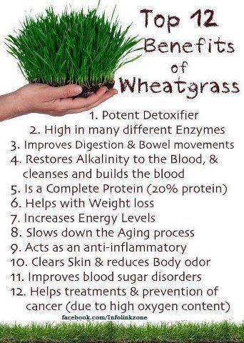 Just started drinking these shots at my local juice bar, and they are TOTALLY worth investing in:))  Easy Homesteading: 12 Benefits Of #Wheatgrass Stomach Ulcers, Increase Energy Levels, Homestead Survival, Wheat Grass, Disease Prevention, Health Info, How To Increase Energy, Herbal Remedies, Superfoods