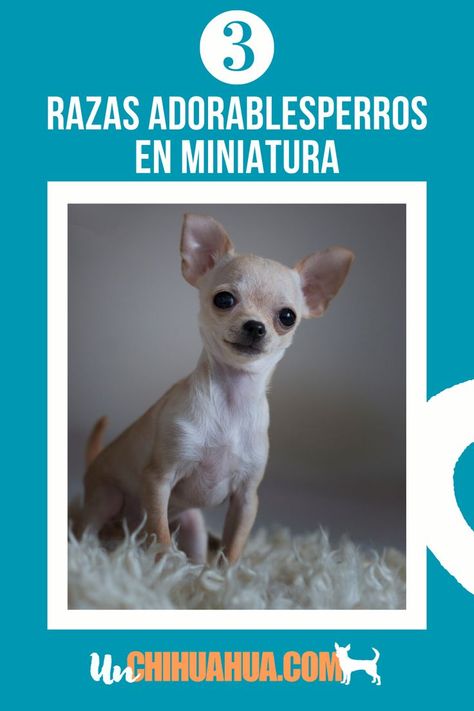 ¿Te gustaría tener un perro en miniatura? En este artículo te contamos cuales son las 3 razas de perros miniaturas más adorables y todo lo que necesitas saber sobre ellas, desde sus características hasta sus cuidados. Chihuahua, Dogs