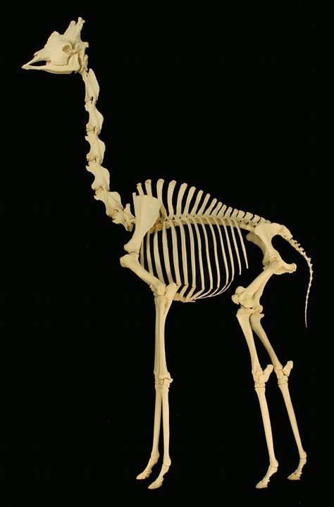 This is a picture of a giraffe skeleton on exhibit at the Museum of Osteology, Oklahoma City, Oklahoma. Giraffe Skeleton, Fun Facts About Giraffes, Skeleton Muscles, Giraffe Facts, Dog Skeleton, Animal Skeletons, Animal Anatomy, Skeleton Bones, A Giraffe