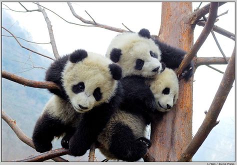 Pandas Baby Panda Pictures, Giant Panda Bear, Baby Pandas, Pandas Playing, Baby Panda Bears, Panda Lindo, Panda Bears, Baby Animals Pictures, Panda Love