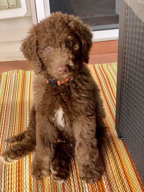 Chocolate Labordoodle, Chocolate Mini Goldendoodle, Chocolate Goldendoodle Puppy, Brown Doodle Dog, Chocolate Doodle Dogs, Chocolate Golden Doodle, Goldendoodle Chocolate, Goldendoodle Brown, Chocolate Doodle