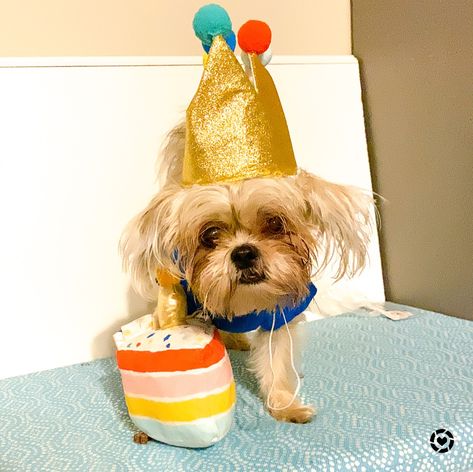 It’s a puppy birthday party! Yesterday we celebrated Rosie the shorkie’s first birthday, so I’m sharing some of her favorites with you all. Rosie is a Shih tzu Yorkie mix who love Bark Box, Disney, and treats from chewy! She wears an XS. Disney dog, dog, chewy, bark box, puppy, birthday, dog toys, dog collar, dog clothes Follow my shop on the @shop.LTK app to shop this post and get my exclusive app-only content! #liketkit #LTKfamily #LTKunder50 @shop.ltk http://liketk.it/3liiK Puppy Birthday Party, Dog First Birthday, Yorkie Mix, Puppy Birthday Parties, Birthday Dog, Disney Dogs, Puppy Birthday, Bark Box, Collar Dog