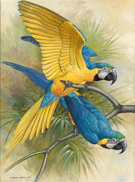 blue and gold macaws Burung Kakatua, Parrot Painting, Parrots Art, Bird Artwork, Bird Supplies, Scientific Illustration, Bird Pictures, Exotic Birds, Tropical Birds