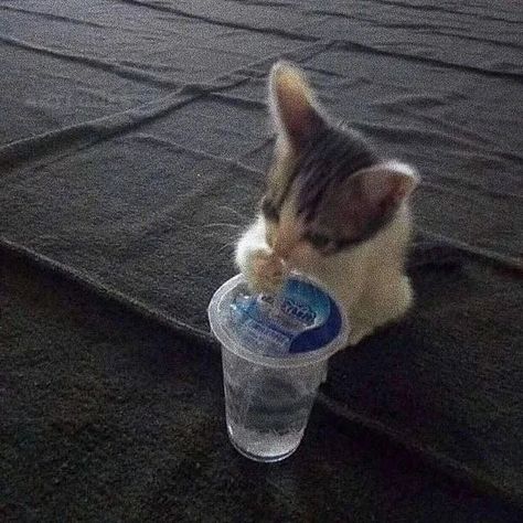 A Cat, Water, Instagram