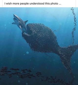 Found on iFunny Tw 125, Zero Wallpaper, Smart Auto, Small Fish, Shark Week, Everything Changes, Big Fish, Pet Puppy, Texas Rangers