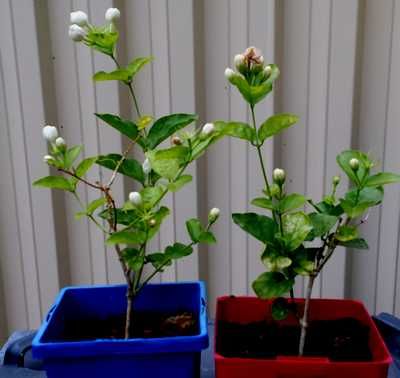 Arabian Jasmine Propagation, 2 months old Jasmine In Pots, Growing Jasmine, Comfrey Tea, Diy Planters Indoor, Arabian Jasmine, Plant In A Pot, Jasmine Vine, 2 Months Old, Jasmine Plant