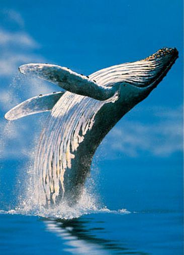 breaching humpback whale - Google Search White Humpback Whale, Rare Albino Animals, Whale Painting, Sea Mammal, Whale Tattoos, Albino Animals, White Whale, Whale Art, Animale Rare