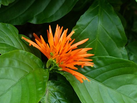 Mexican Flowers: 10 Beautiful Flowers Native to Mexico Mexican Honeysuckle, Flowers Symbolism, Mexican Sunflower, Chocolate Cosmos, April Birth Flower, Pineapple Sage, Grow Flowers, Mexican Flowers, Flower Veil