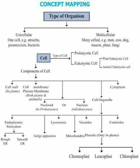 Cell Class 9 Notes, Fundamental Unit Of Life Notes Class 9, Cell The Unit Of Life Notes For Neet, Ias Notes In English, Csir Net Life Science Notes, Cell The Unit Of Life Notes, Science Pcmb, Pharmaceutical Microbiology, Medical Aspirant