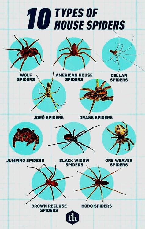 Spider Facts, Bug Facts, Garden 101, Types Of Spiders, Spider Species, Gardening 101, Beautiful Bugs, Arachnids, Bugs And Insects