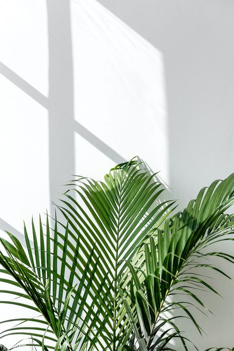 Leaves Wallpaper Iphone, Window Shadow, Wow Photo, Mint Green Aesthetic, Palm Leaf Wallpaper, Wallpaper Estetika, Areca Palm, Plant Wallpaper, Green Photo