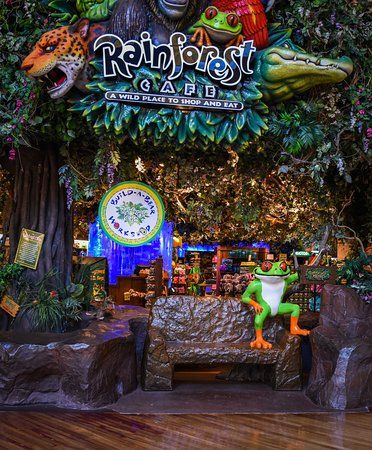 Rainforest Cafe Aesthetic, Cafe Snacks, Eden Rain, Forest Cafe, Morning Magic, Rainforest Cafe, Midwest Travel, Cafe Ideas, Stage Backdrop